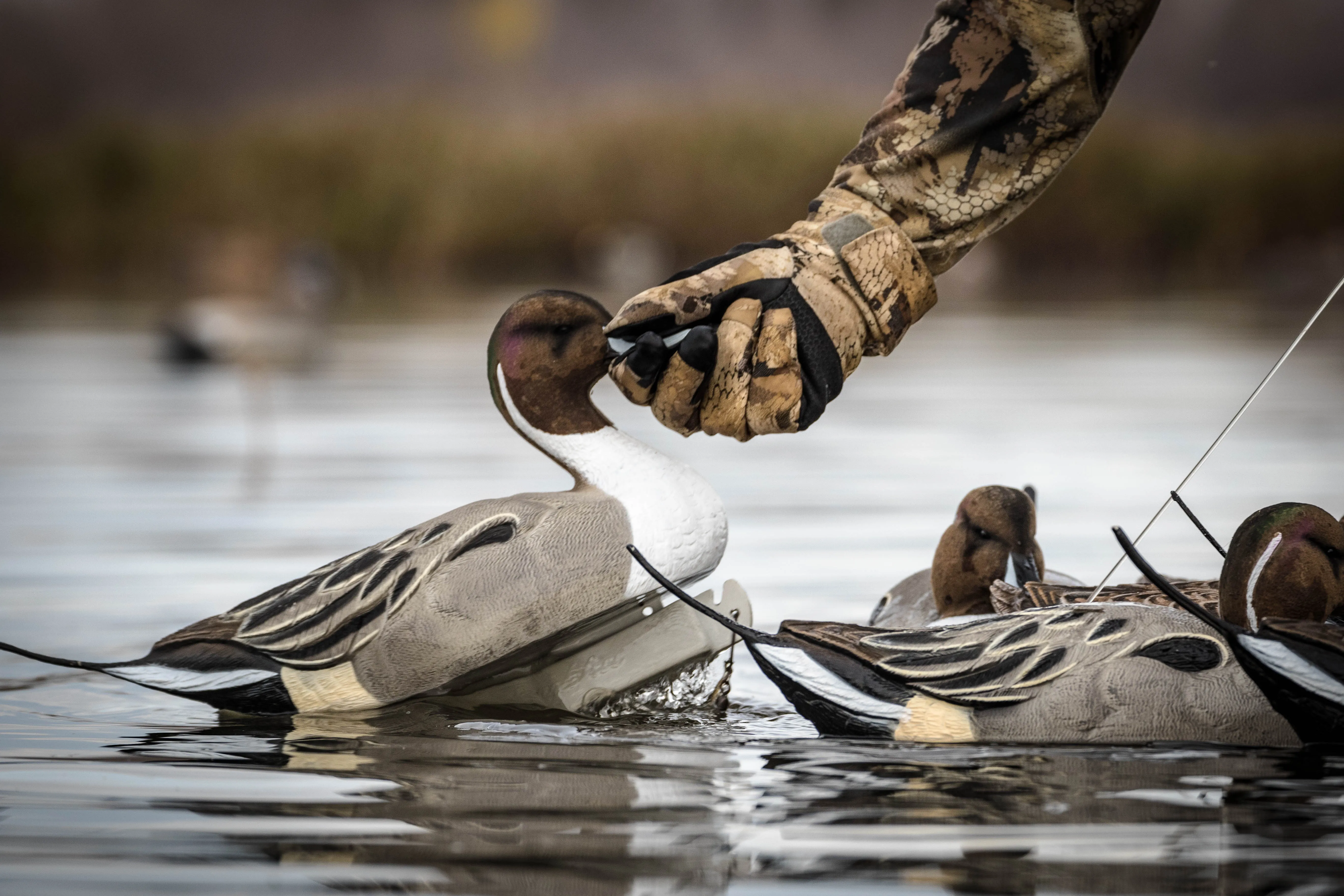 Flight Flocked Pintail