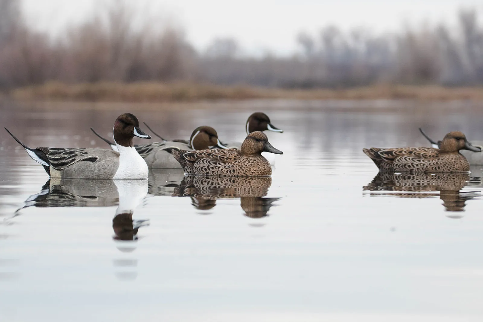 Flight Flocked Pintail