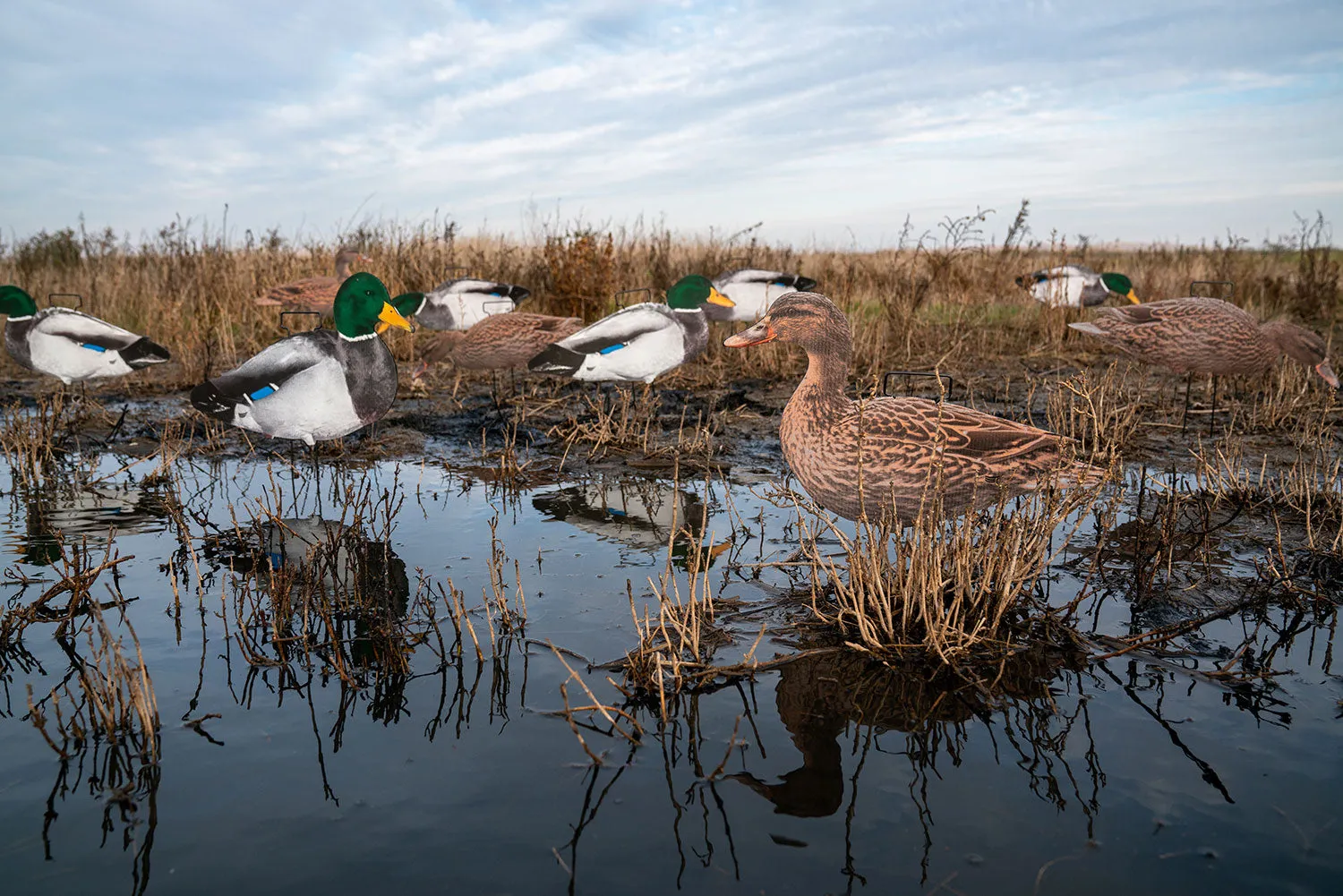 Fully Flocked Mallard Skinny Decoys (12 Pack)