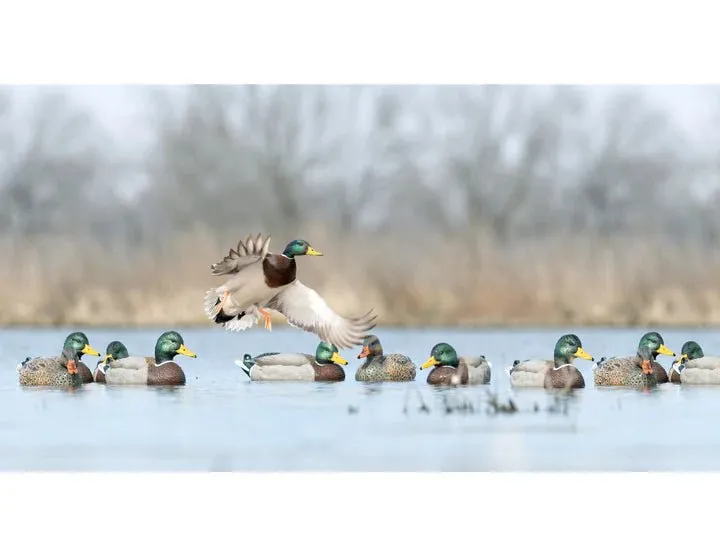 Rig'em right Mainline Series™ Mallard